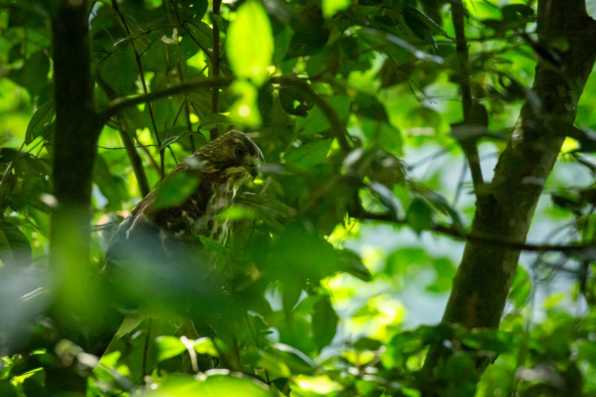Broad-winged Hawk - ML645520901