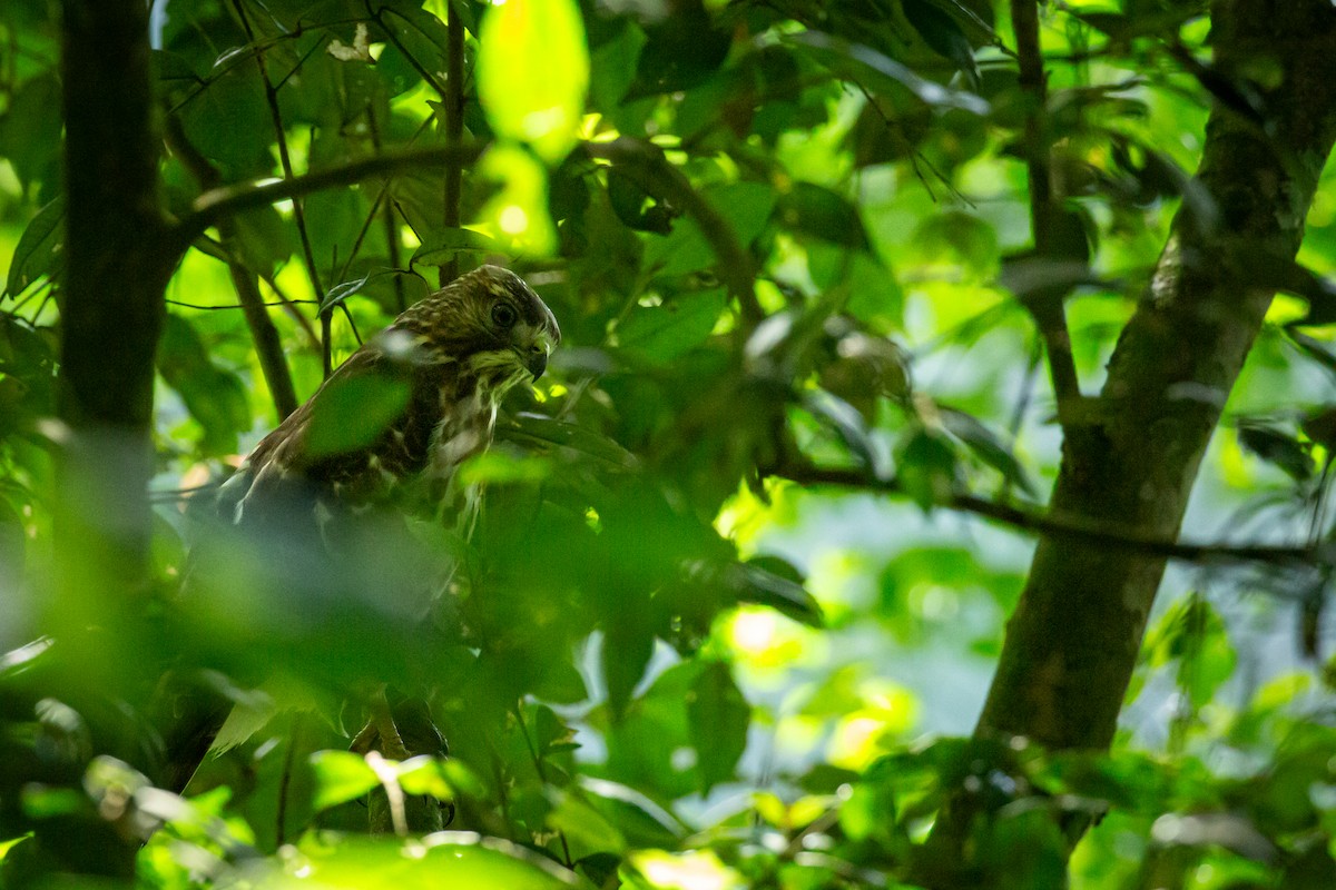 Broad-winged Hawk - ML645520902