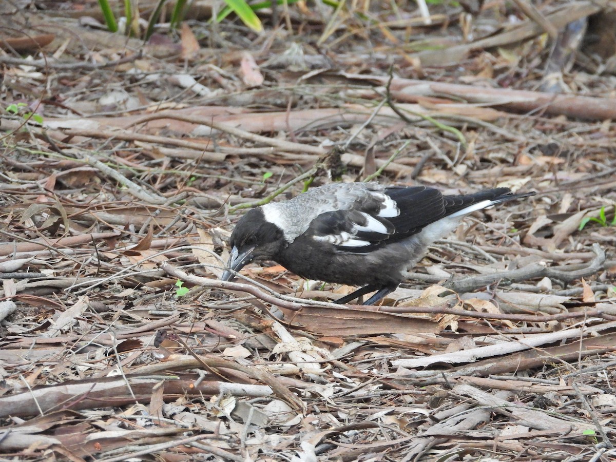 Australian Magpie (White-backed) - ML645520903
