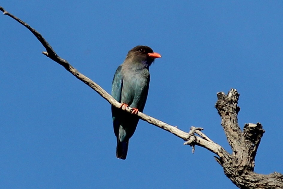 Dollarbird - ML645520904