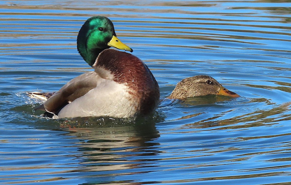 Mallard - ML645520906