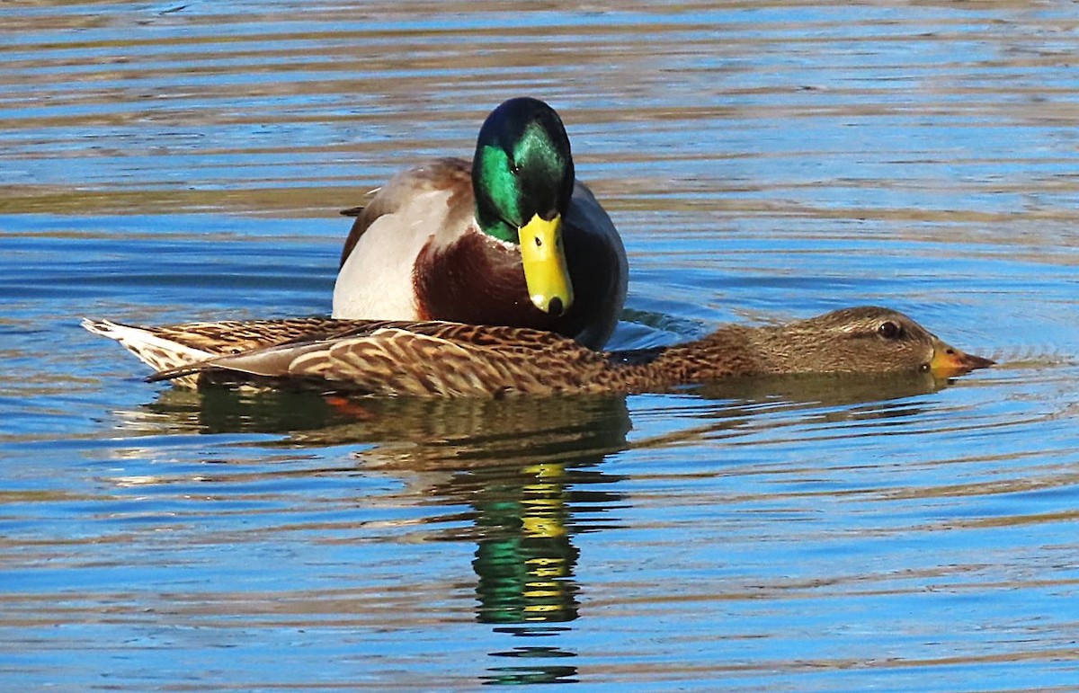 Mallard - ML645520908