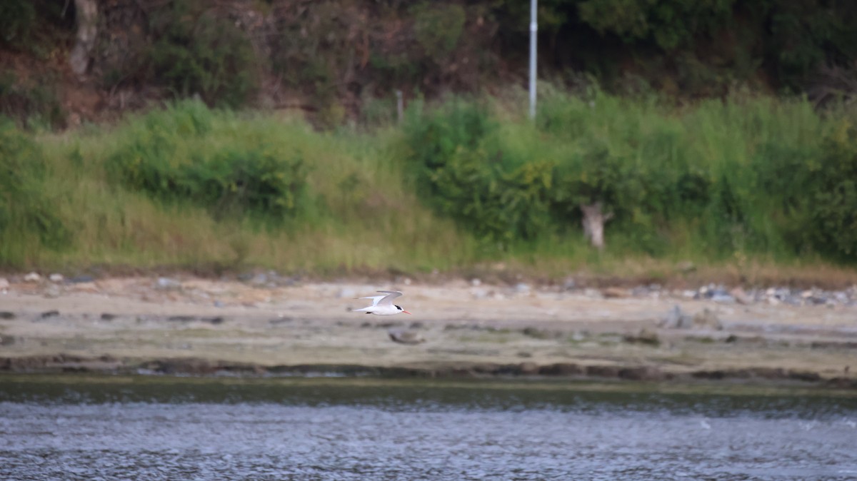 Elegant Tern - ML645520909