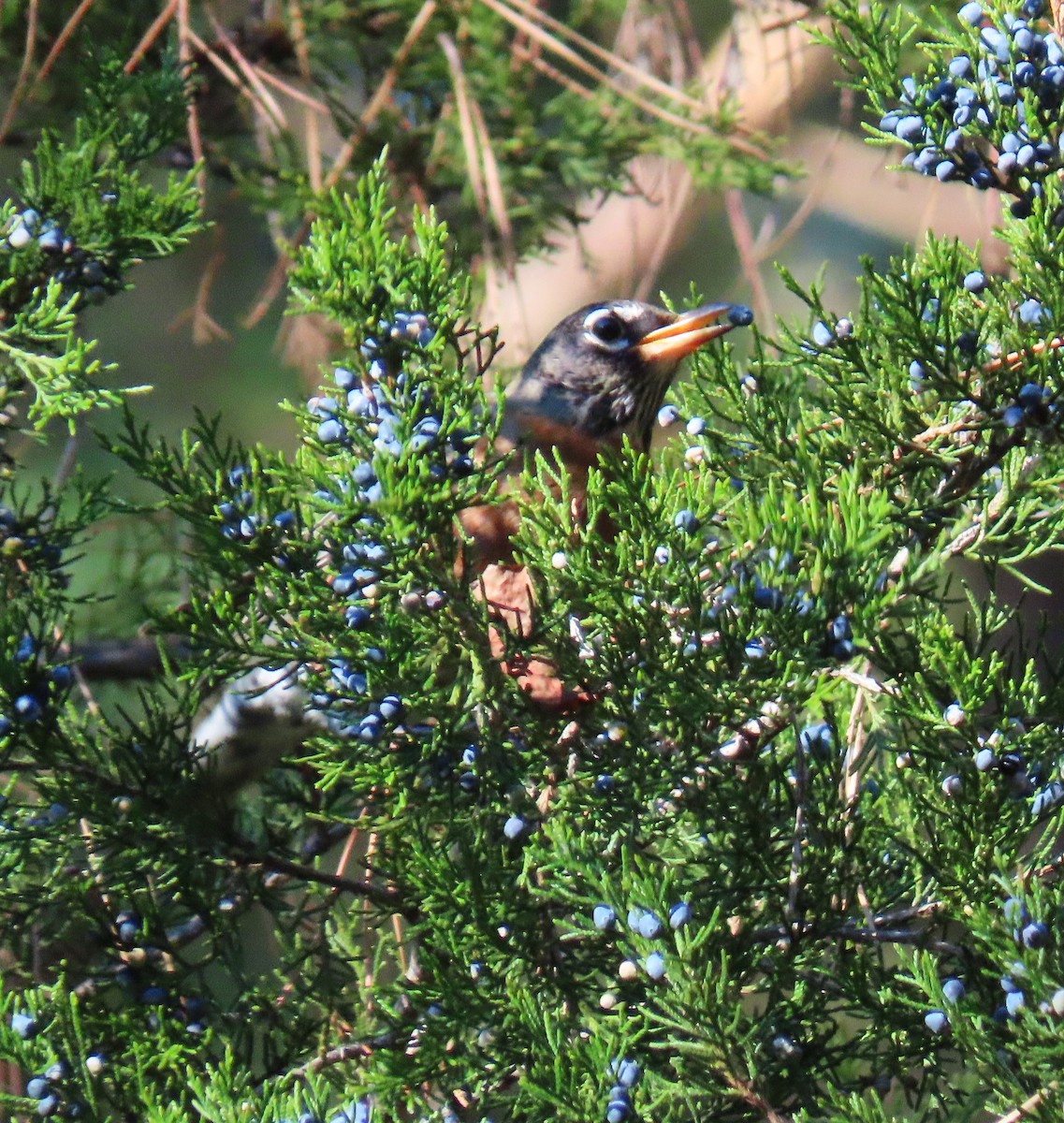 American Robin - ML645520911