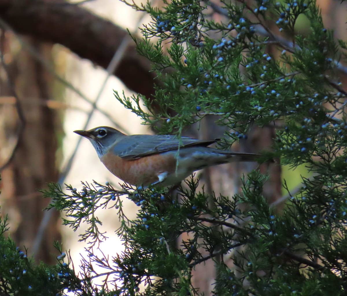 American Robin - ML645520912
