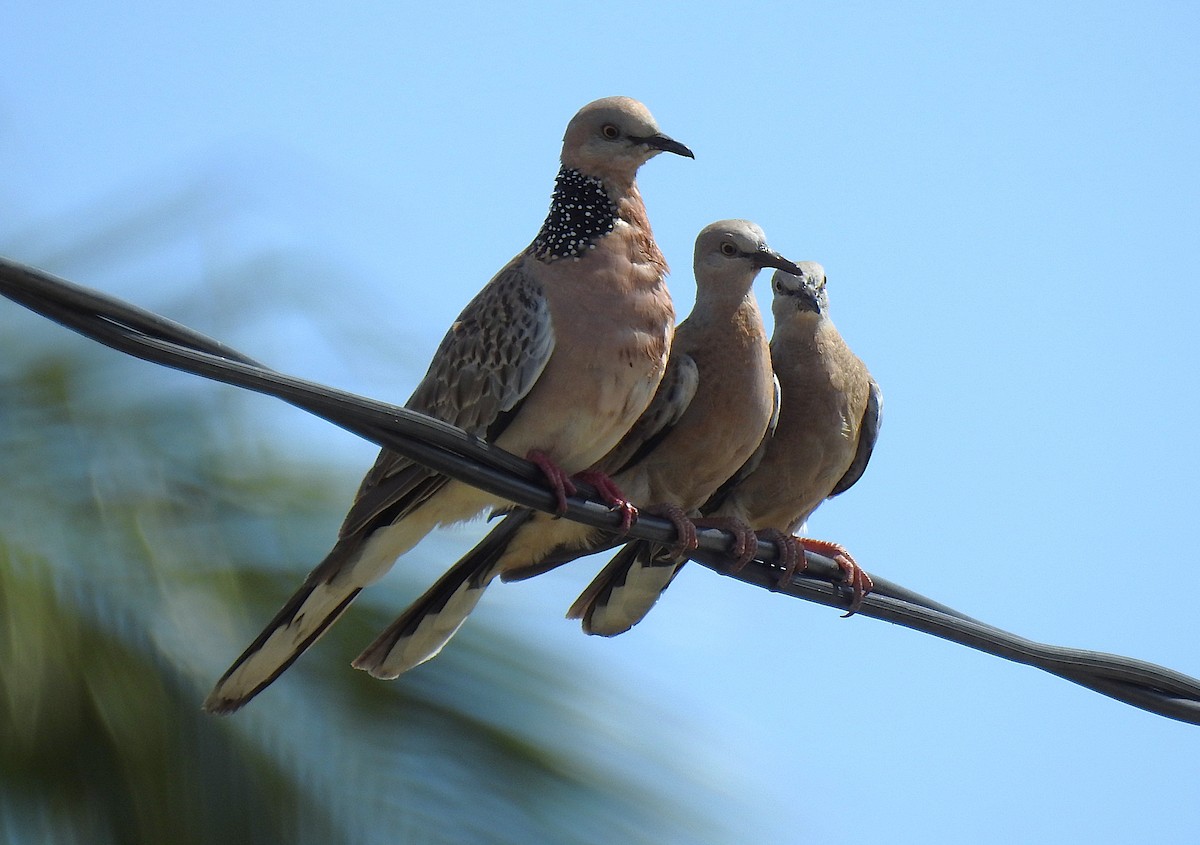 Spotted Dove - ML645520919