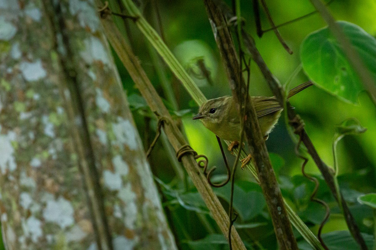 Three-striped Warbler - ML645520921