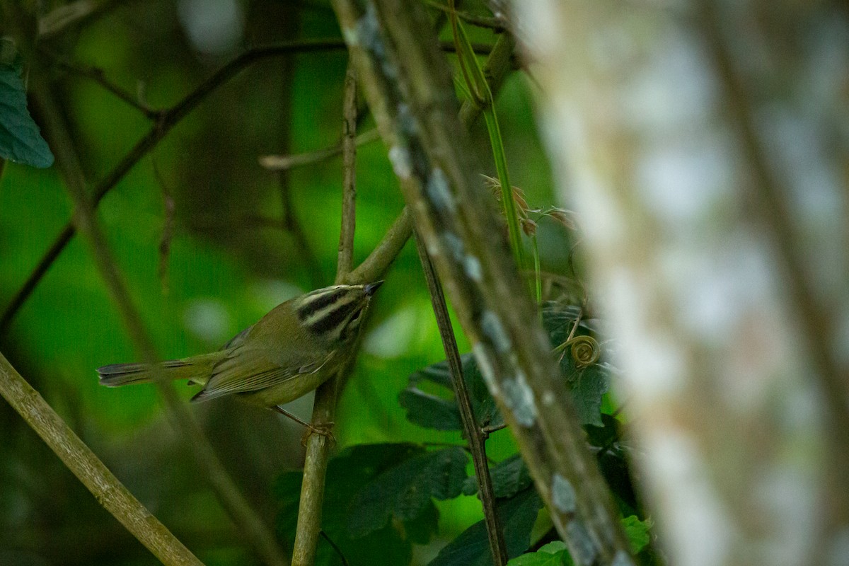 Three-striped Warbler - ML645520922