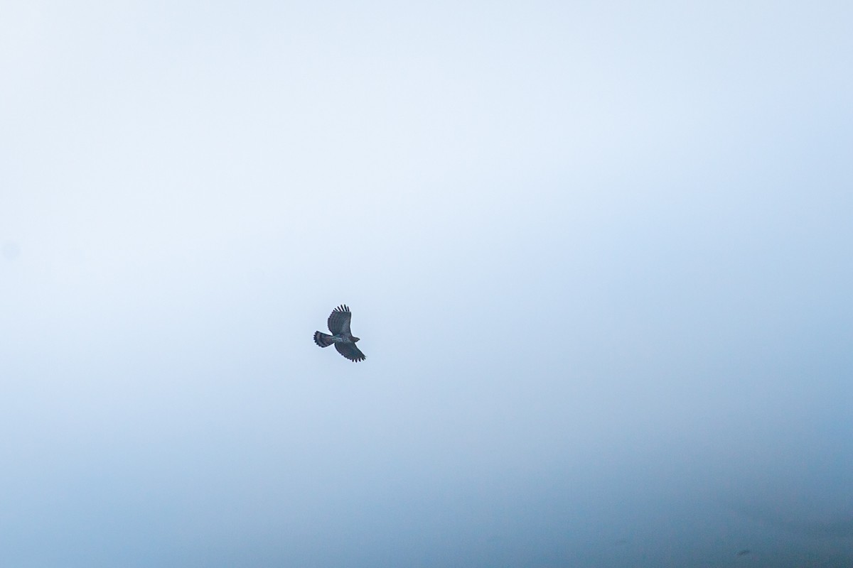 orel zdobený - ML645520924