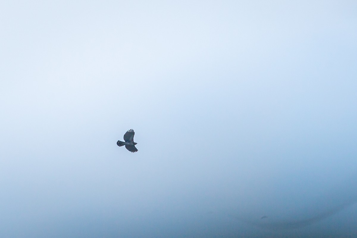 orel zdobený - ML645520925