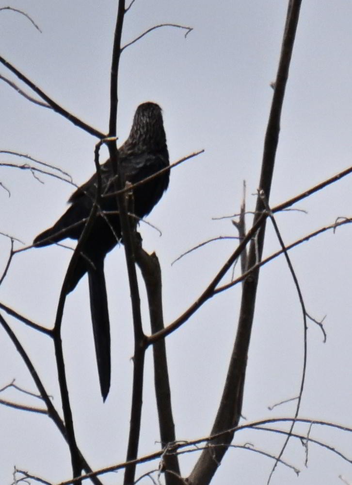Ані товстодзьобий - ML645520931