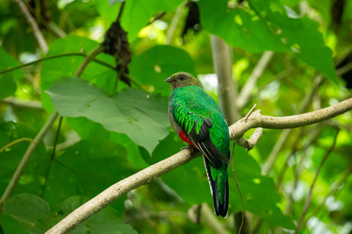 White-tipped Quetzal - ML645520947