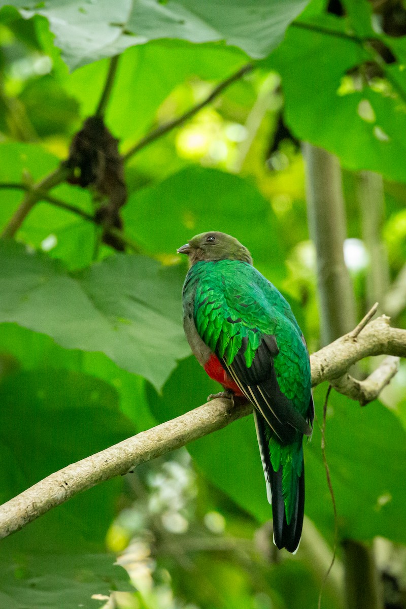 White-tipped Quetzal - ML645520950