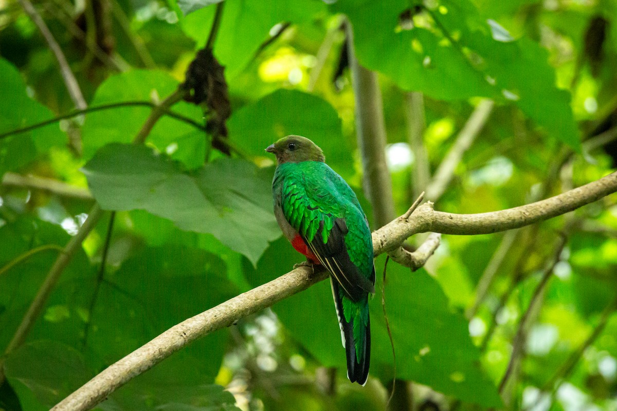 White-tipped Quetzal - ML645520951