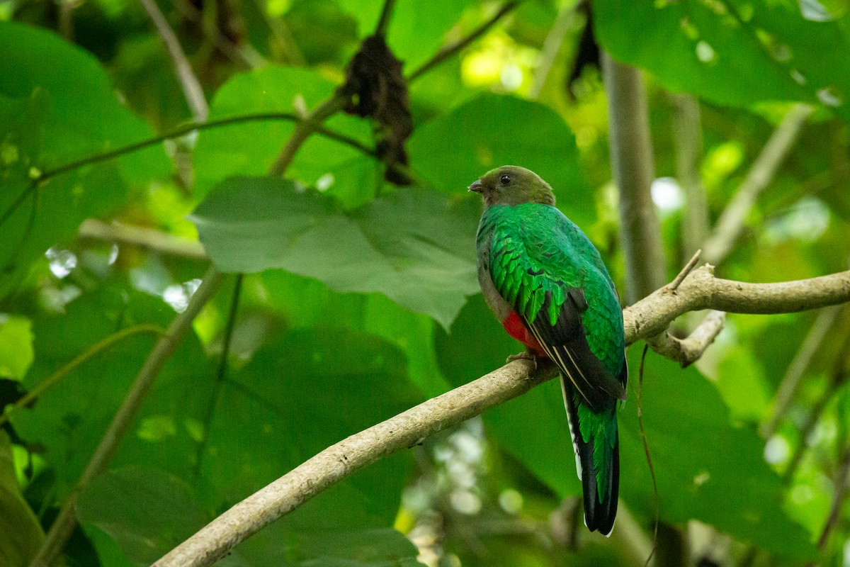 White-tipped Quetzal - ML645520952