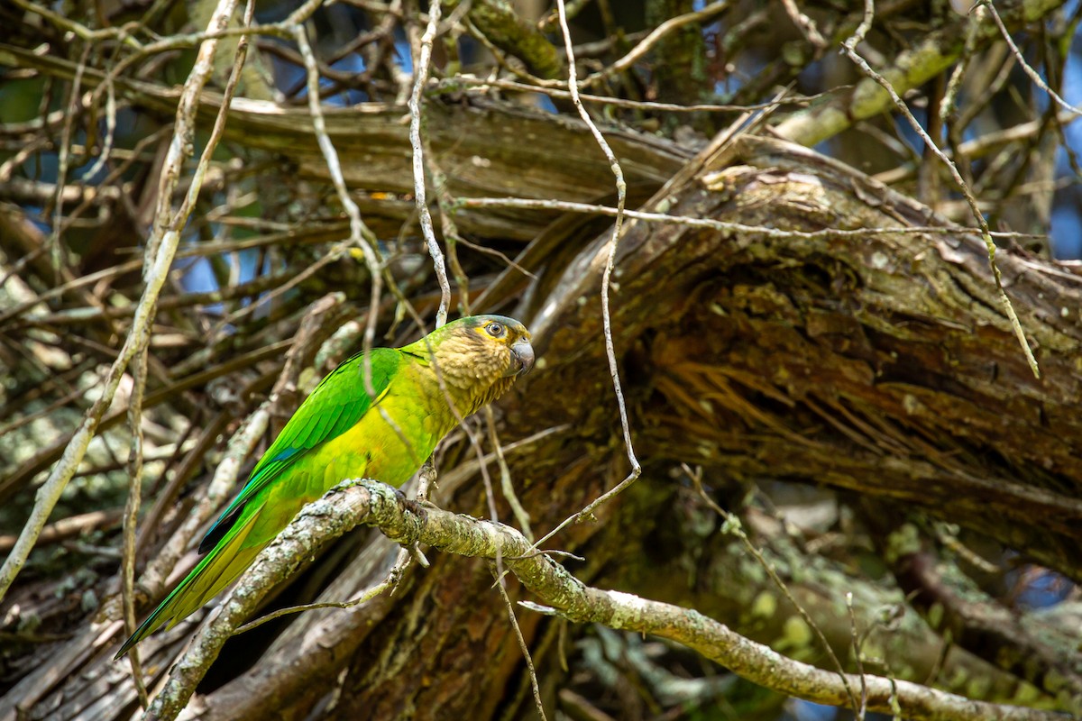 Brown-throated Parakeet - ML645520963