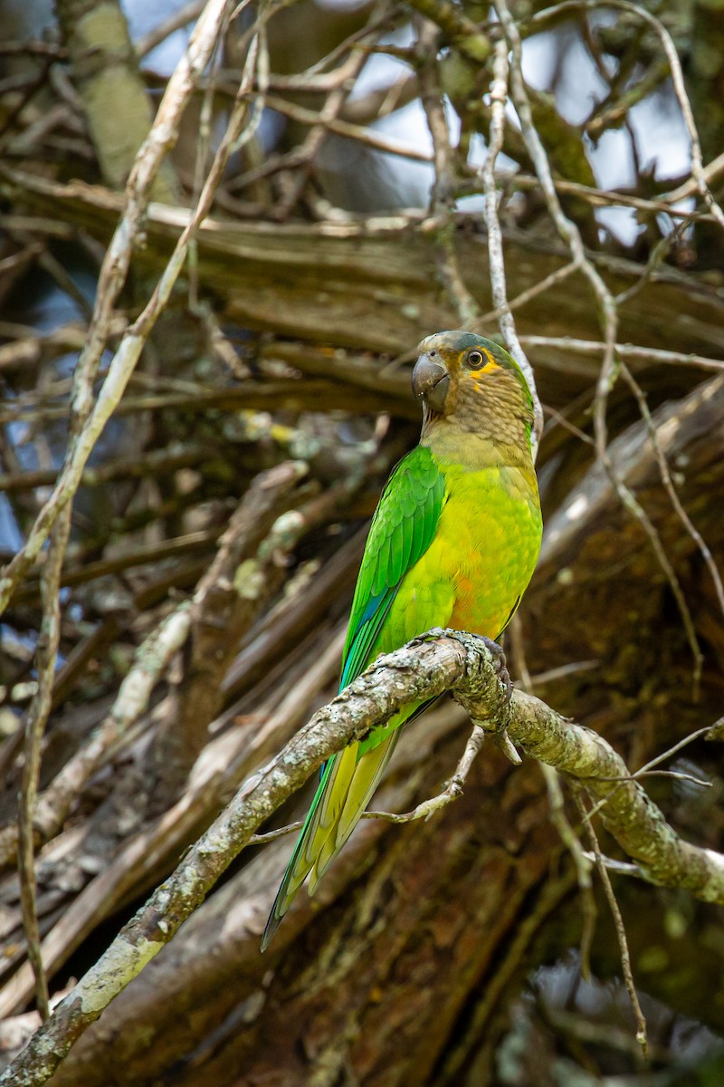 Brown-throated Parakeet - ML645520964