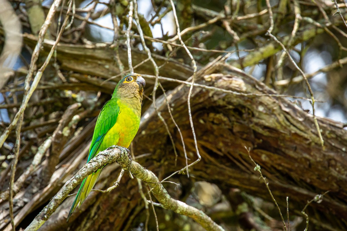 Brown-throated Parakeet - ML645520967