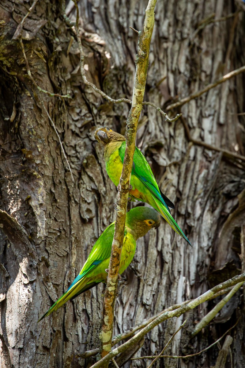 Brown-throated Parakeet - ML645520968