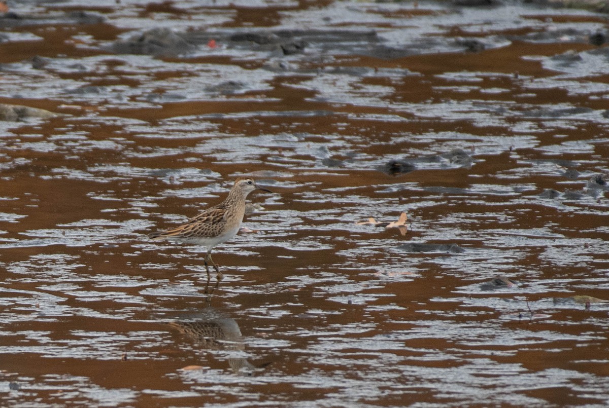 Sharp-tailed Sandpiper - ML645520976