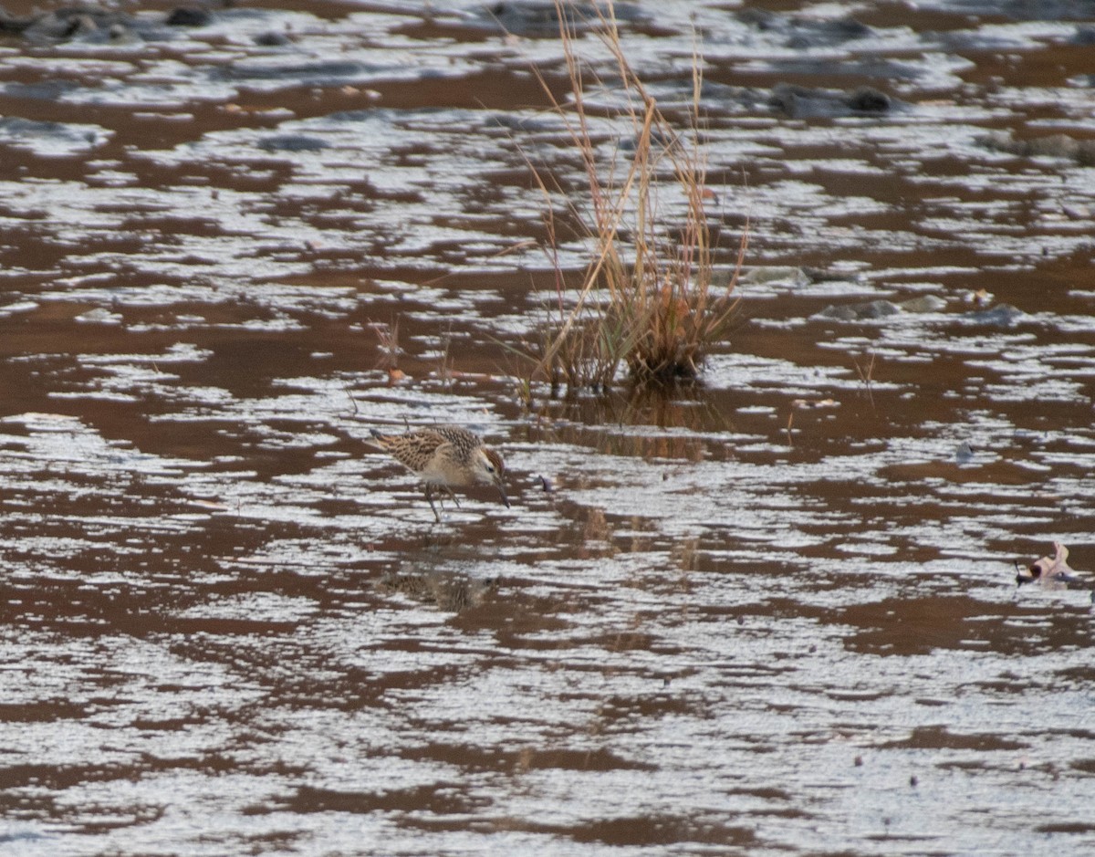 Sharp-tailed Sandpiper - ML645520977