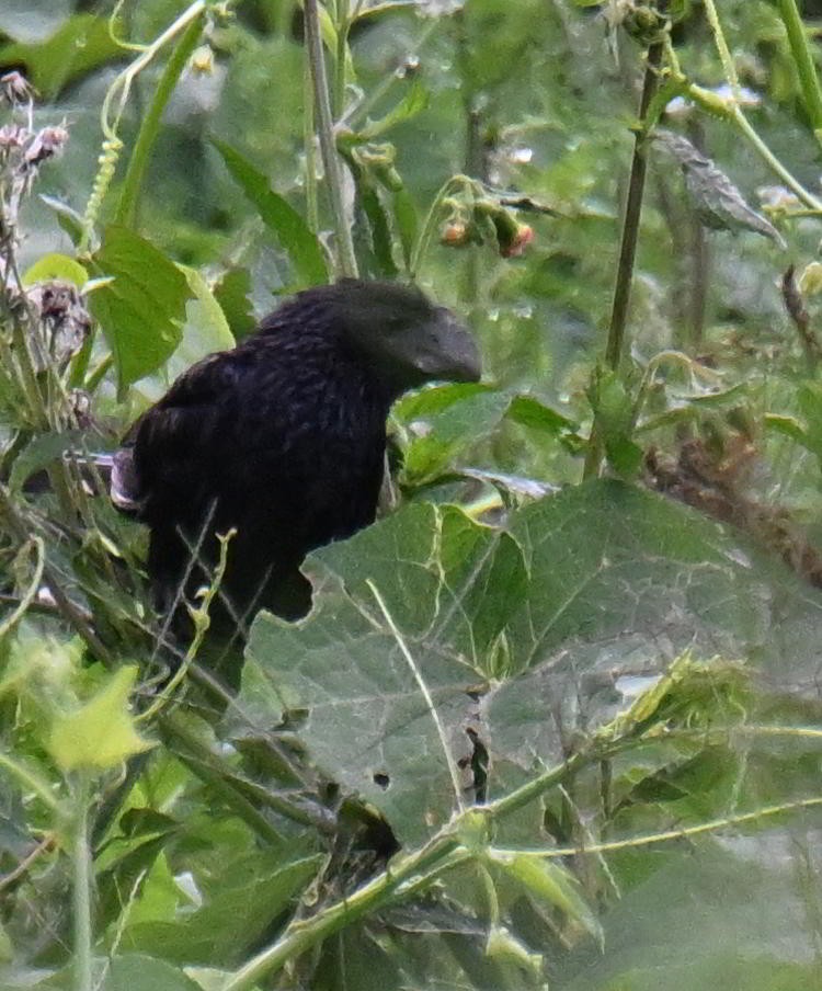 Ані товстодзьобий - ML645520979