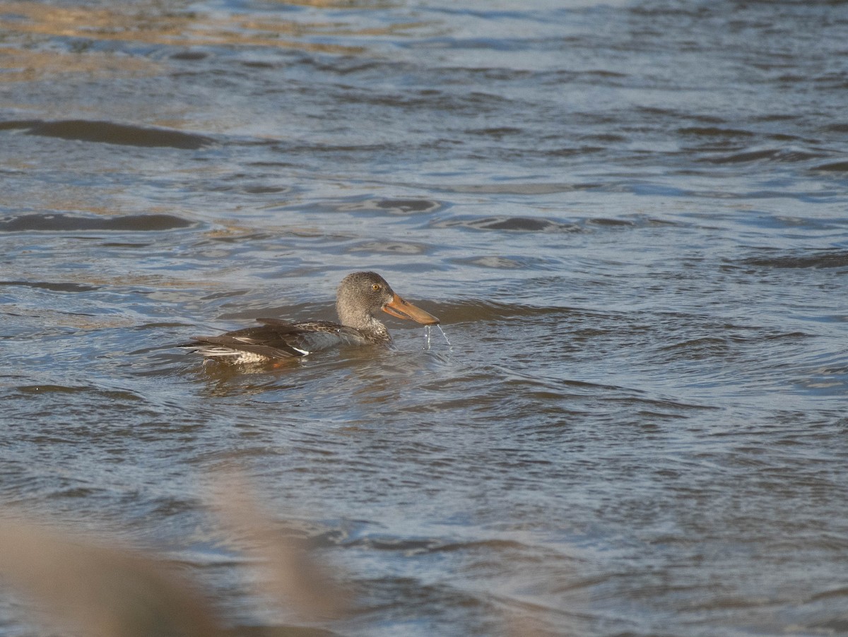 Northern Shoveler - ML645520999