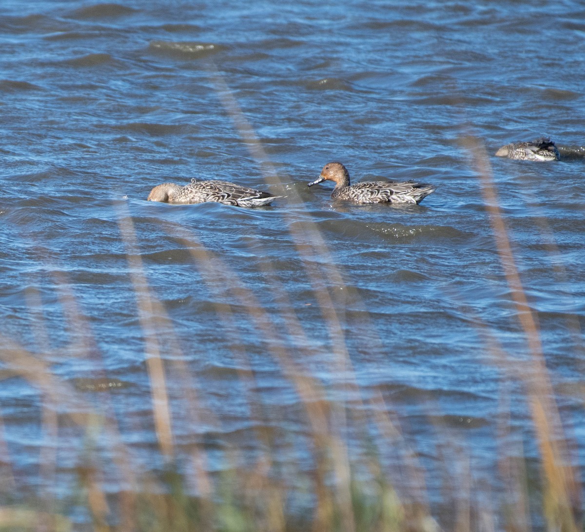 Northern Pintail - ML645521008