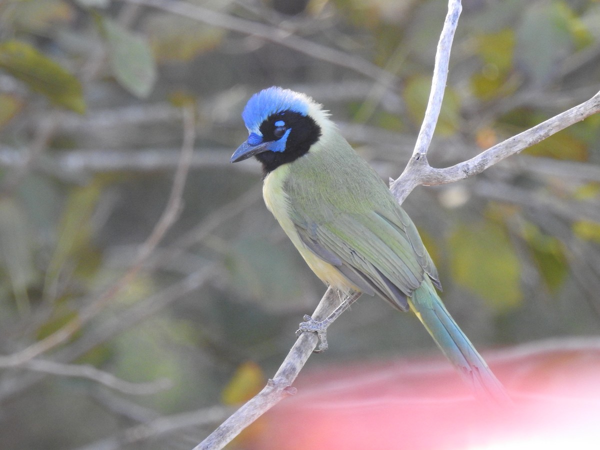 Geai vert - ML645521014