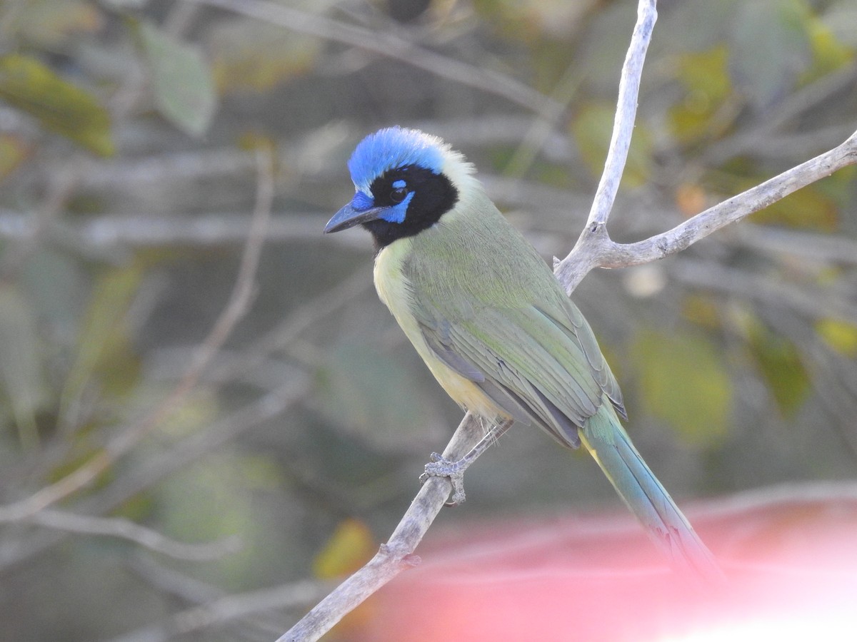 Geai vert - ML645521015