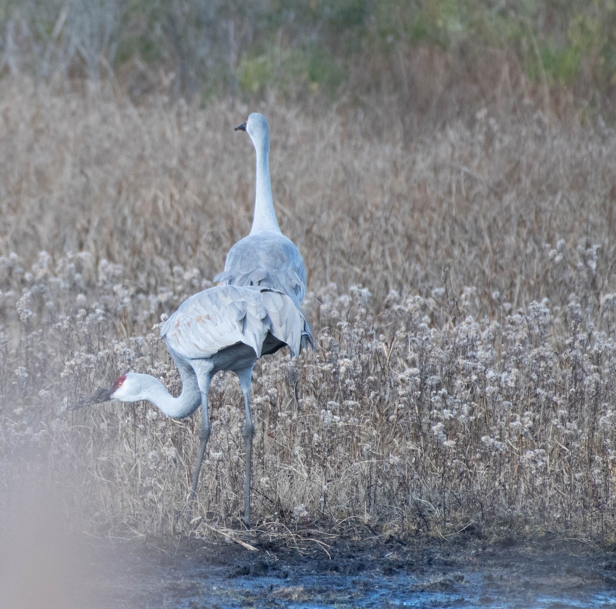 Sandhill Crane - ML645521019