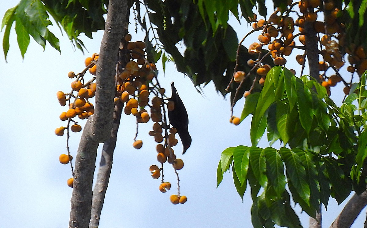 Metallic Starling - ML645521020