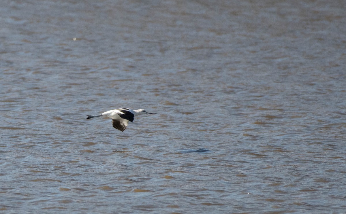 American Avocet - ML645521021