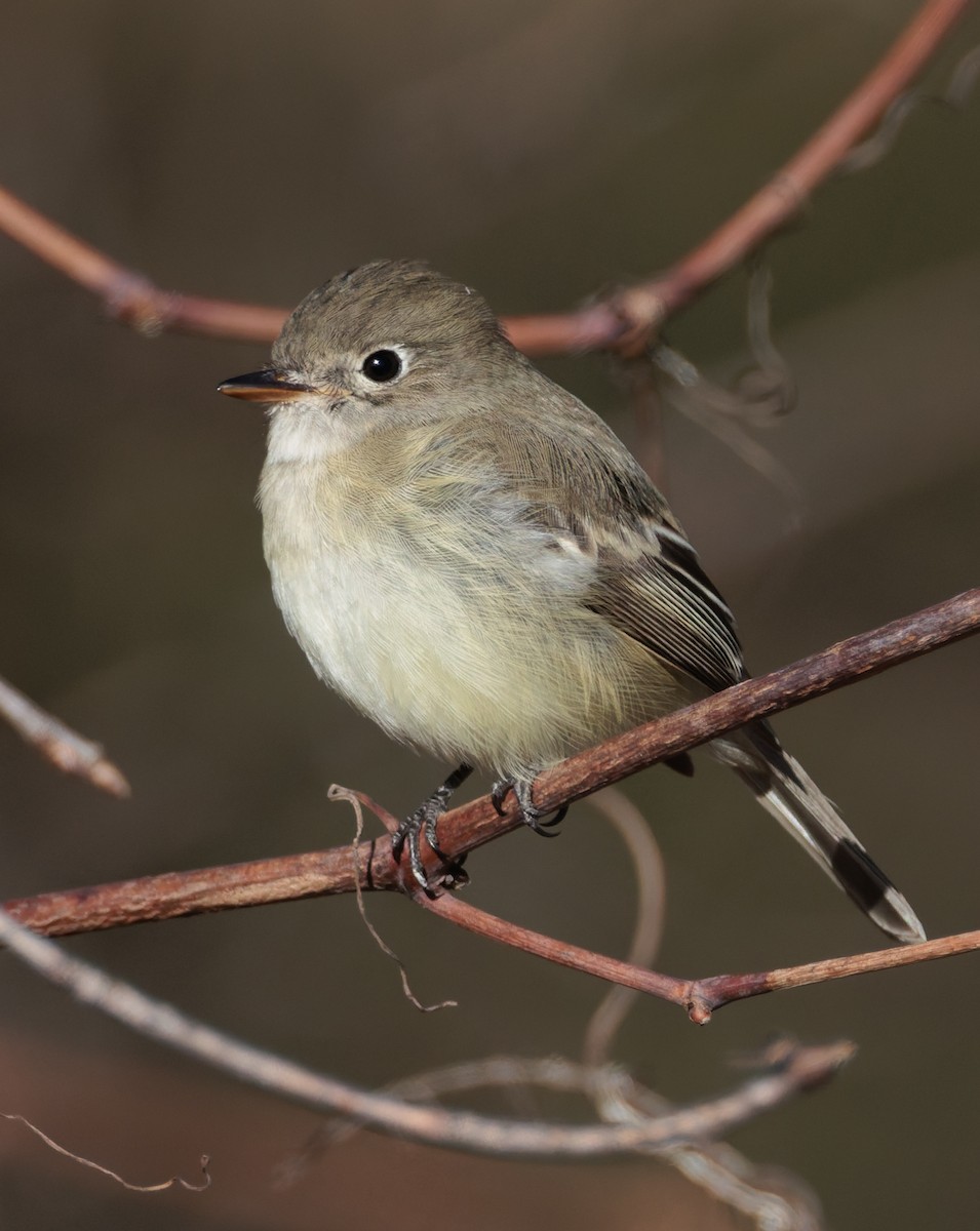 Least Flycatcher - ML645521024
