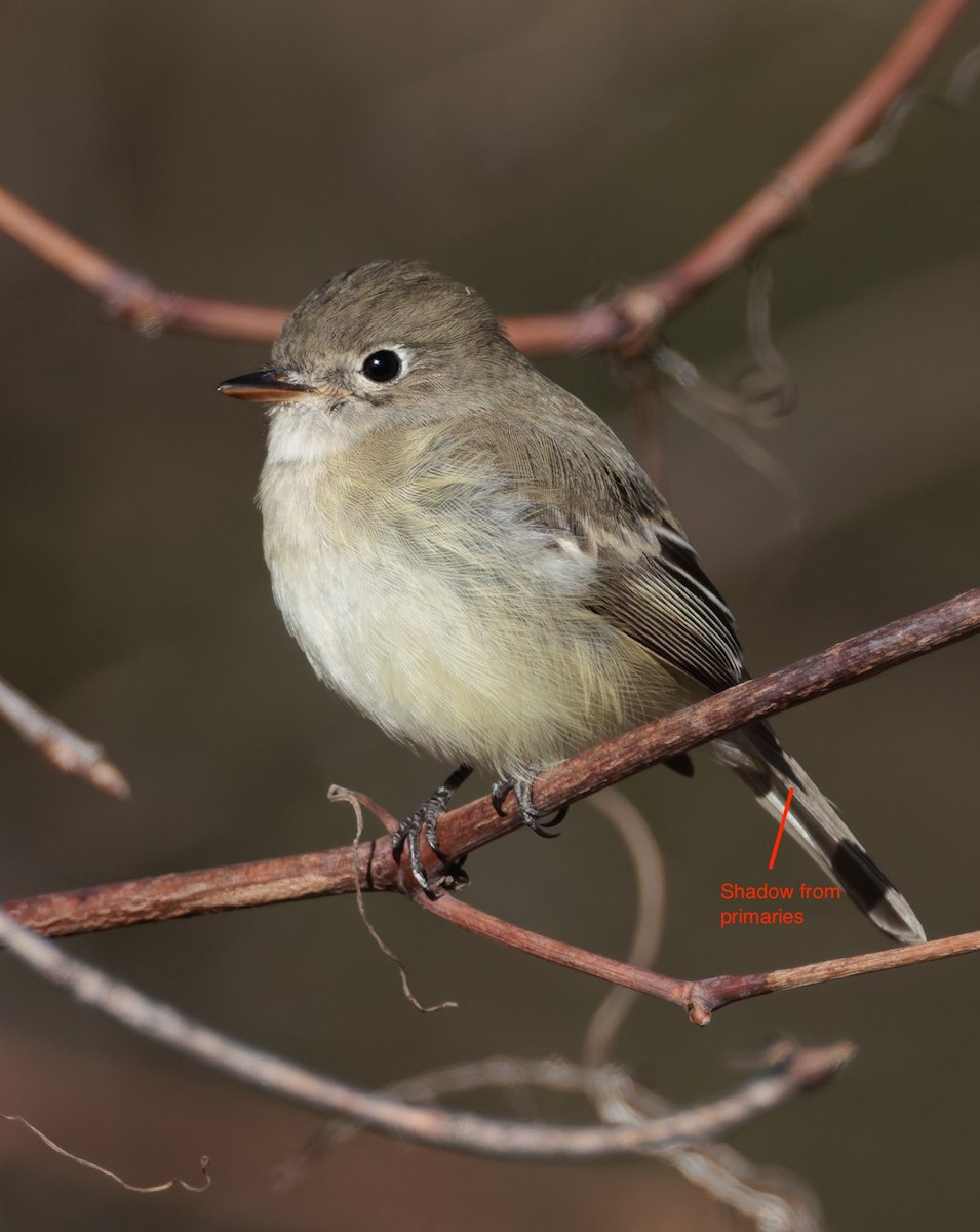 Least Flycatcher - ML645521027