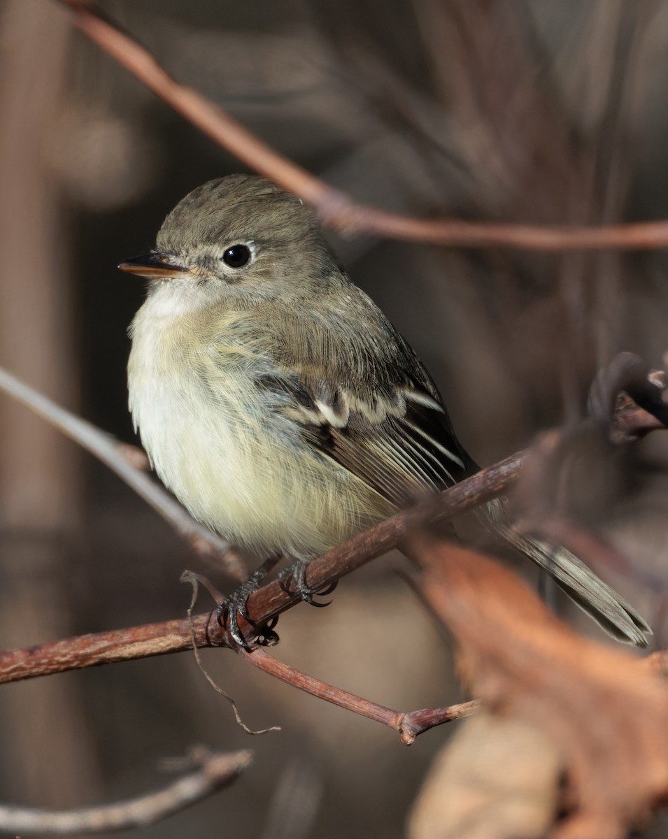 Least Flycatcher - ML645521028