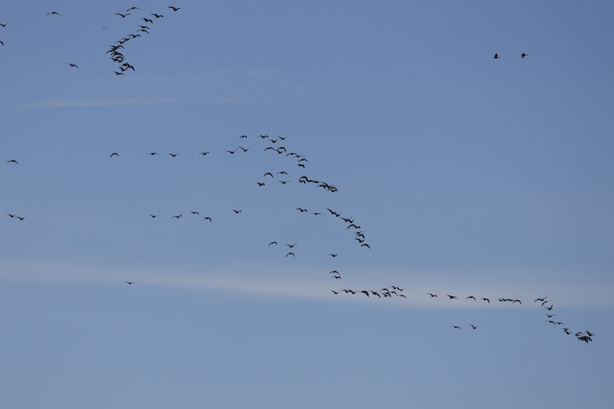 小加拿大雁 - ML645521034