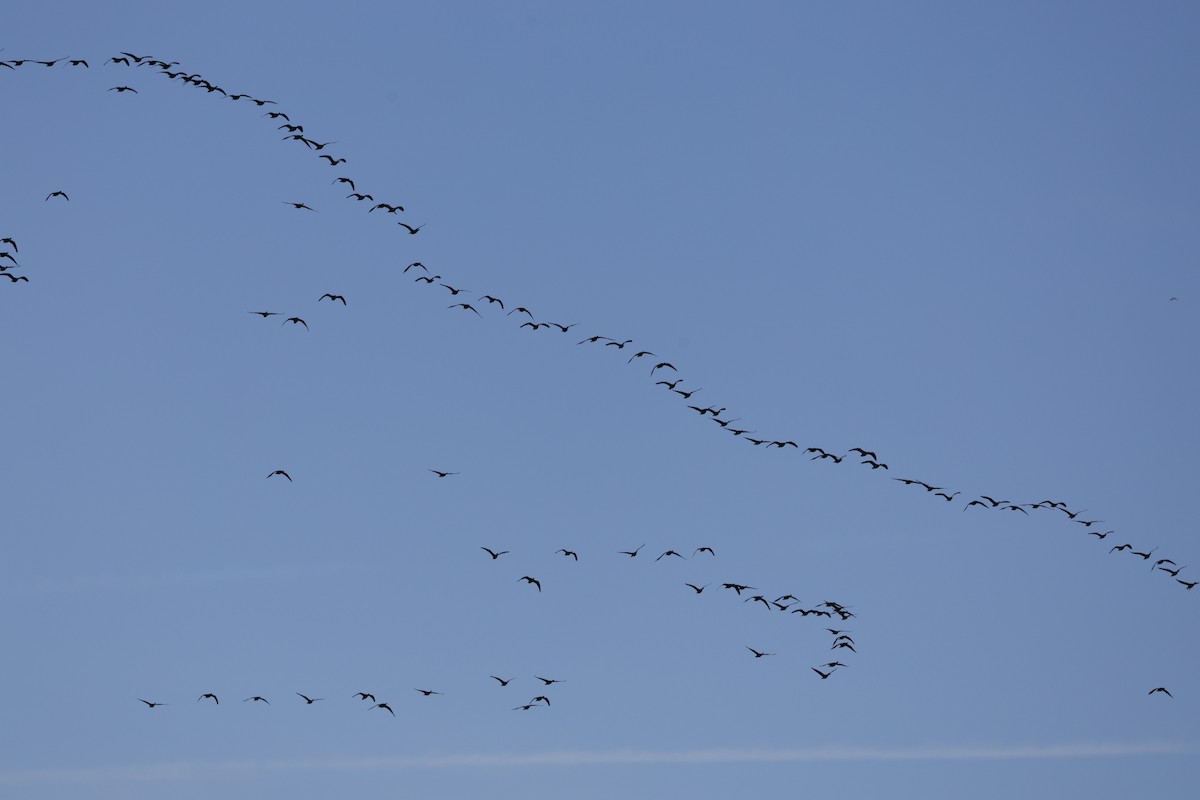 小加拿大雁 - ML645521036