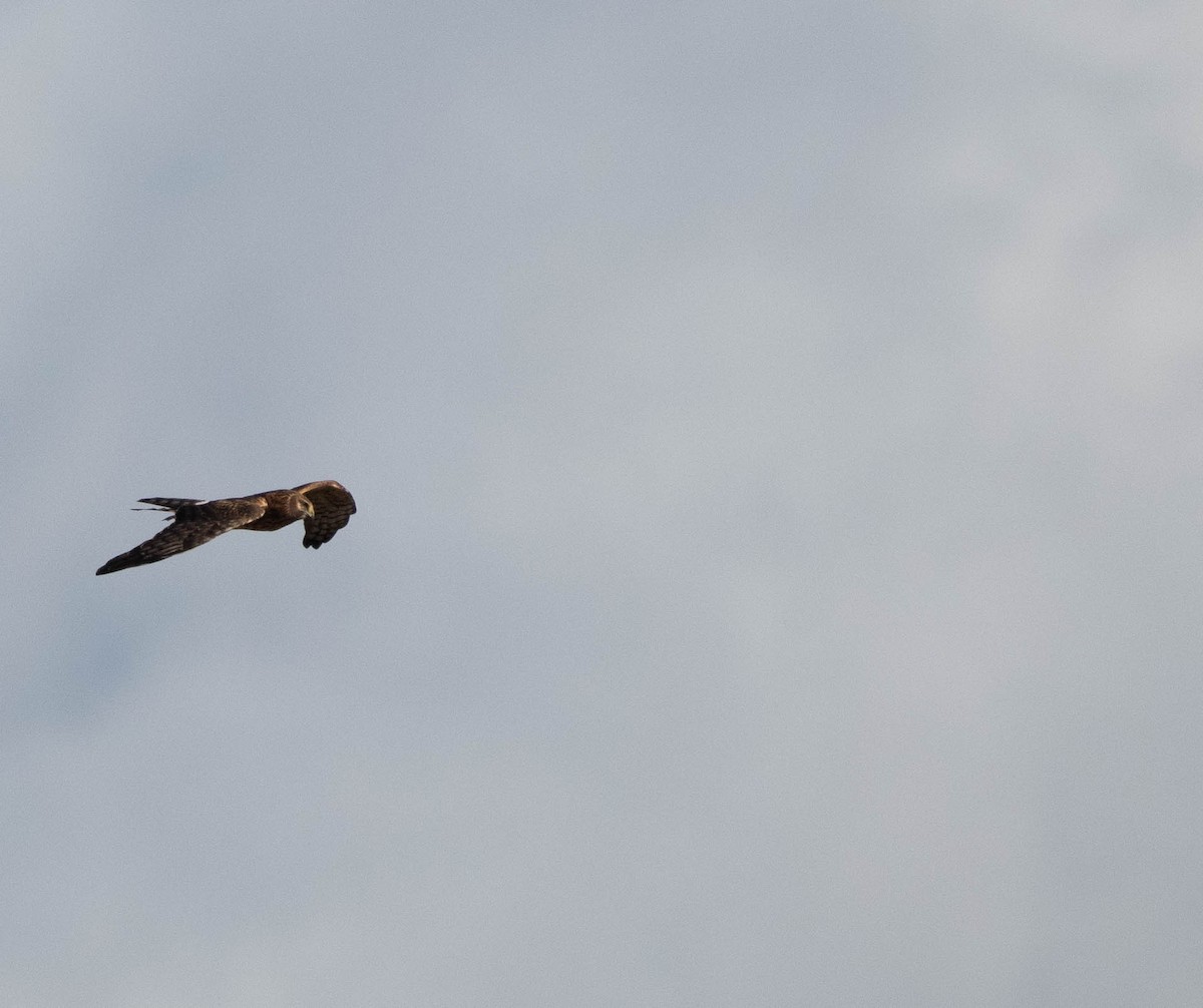 Northern Harrier - ML645521037