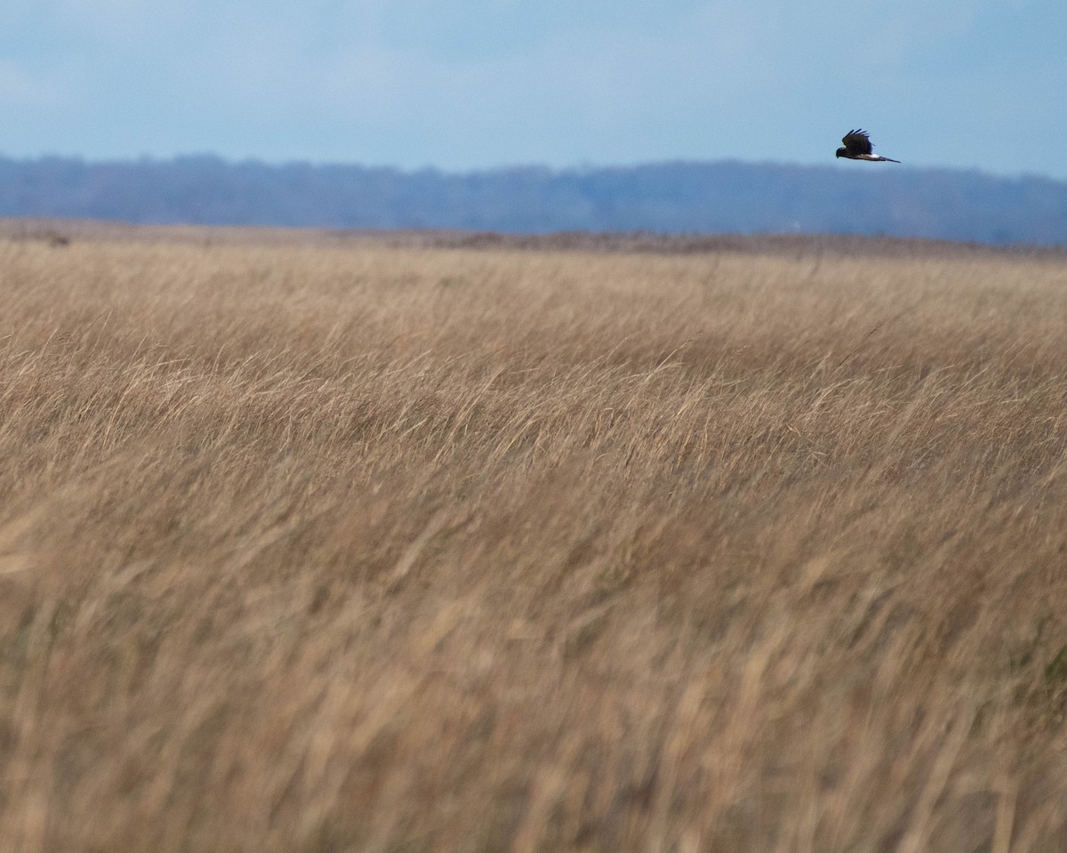 Northern Harrier - ML645521038