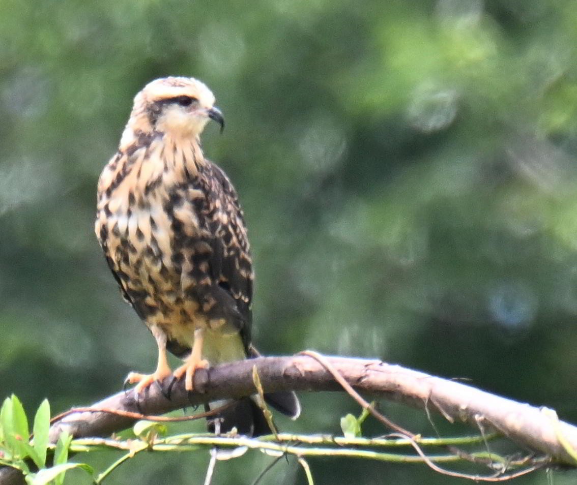 Snail Kite - ML645521039