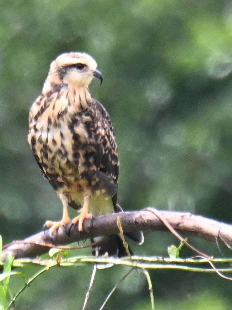 Snail Kite - ML645521040