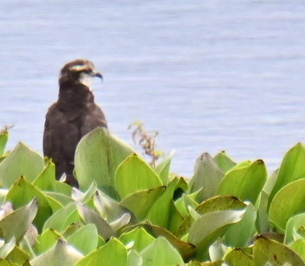 Snail Kite - ML645521041