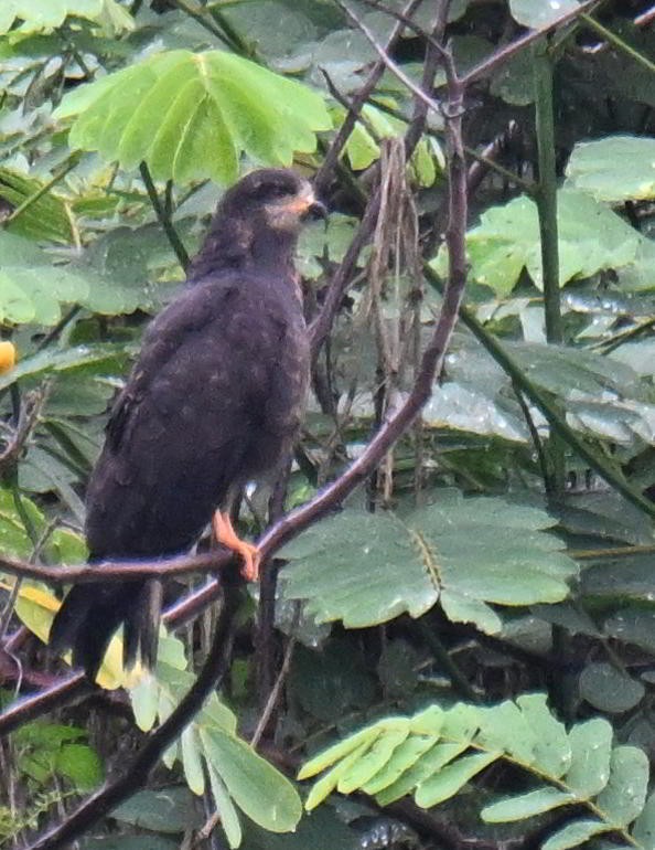Snail Kite - ML645521042