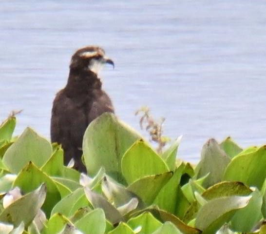 Snail Kite - ML645521043