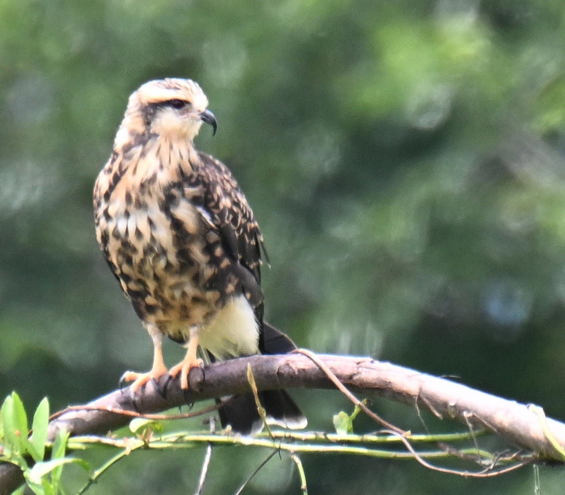Snail Kite - ML645521044