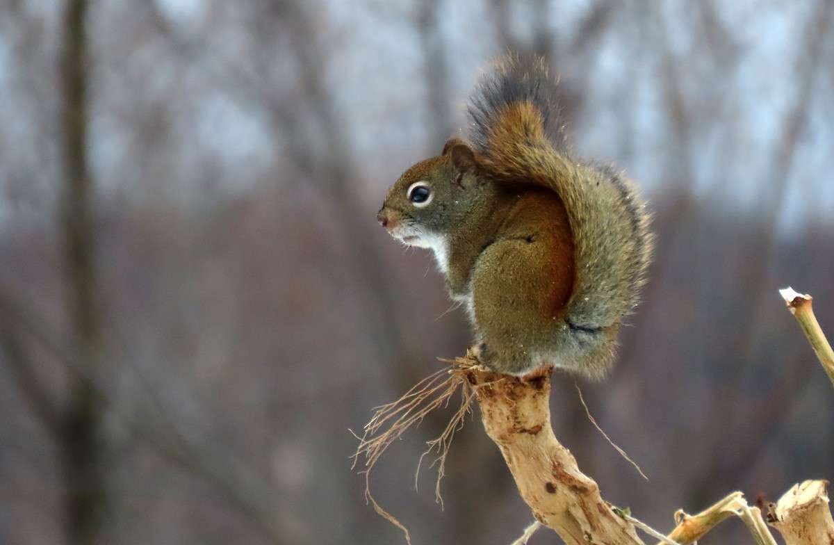American Red Squirrel - ML645521045