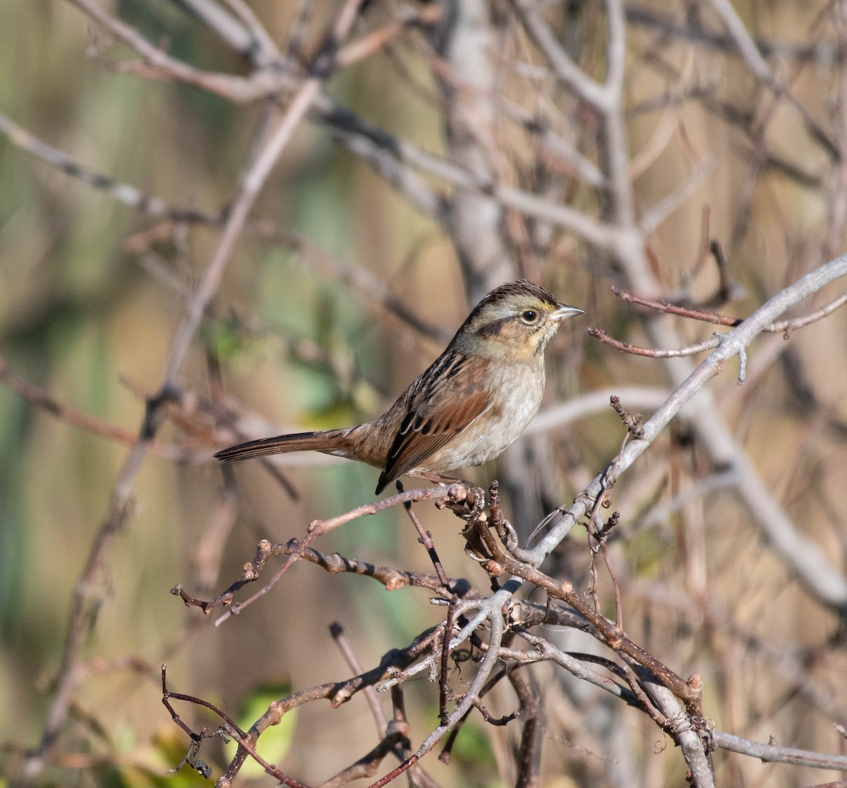 Swamp Sparrow - ML645521048