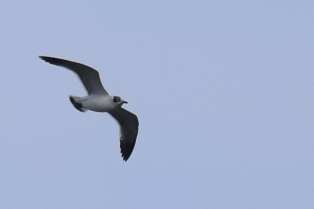 Franklin's Gull - ML645521050