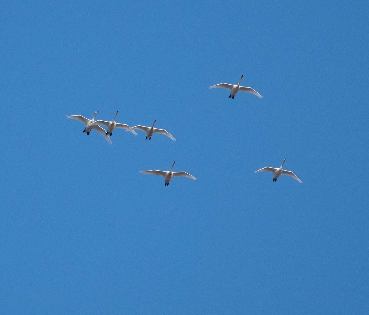 Tundra Swan - ML645521056